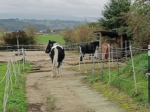 Bewegungsstall in Königsbach - Stein Bild 2