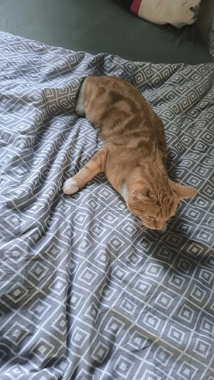 männlich Katze 