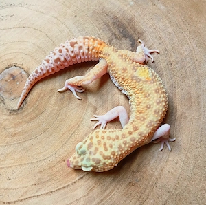 0.1 White & Yellow Raptor Paradox Leopardgecko Eublepharis Macularius 2024