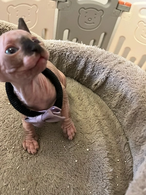 Canadian Sphynx Baby-Bub mit Tasthaare! Bild 3
