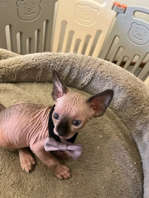 Canadian Sphynx Baby-Bub mit Tasthaare! Bild 2
