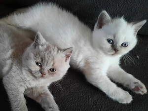 Bkh Kitten 