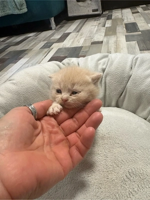Britisch Kurz Haar Kitten 