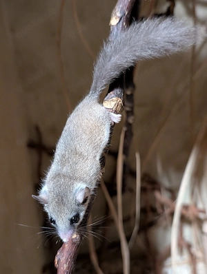 afrikanische Zwergschläfer, graphiurus murinus