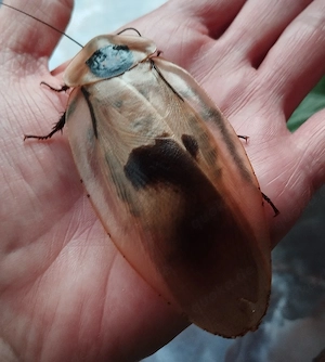 Riesenschabe (Blaberus giganteus)