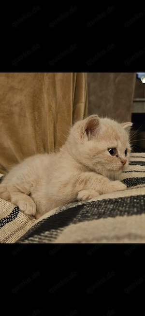Bkh Babykatzen