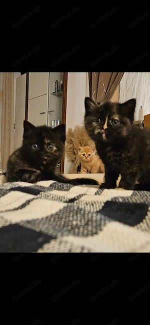 Bkh Katzenbabys