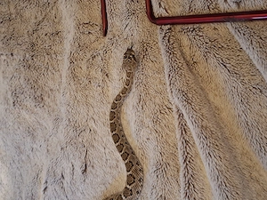 Crotalus tortugensis 1.1von 25