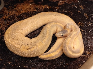 Königspython, Python regius 1.0 "Puma pos. het. Phantom" DNZ 22