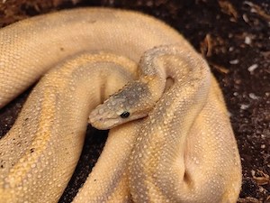 Königspython, Python regius 1.0 "Puma pos. het. Phantom" DNZ 22 Bild 2