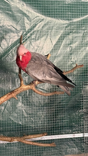 Zahmes Rosa Kakadu Pärchen