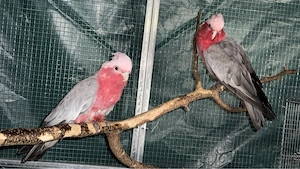 Zahmes Rosa Kakadu Pärchen