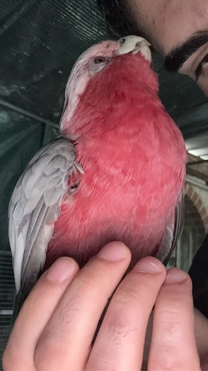 Rosa Kakadu pärchen Zahm 