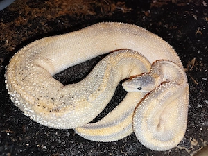 Königspython, Python regius 1.0 "Puma pos. het. Phantom" DNZ 22 Bild 3