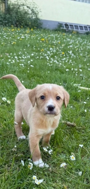Süße Hundewelpin sucht noch ein liebevolles Zuhause   