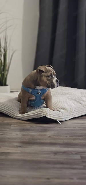 Erstklassige American Pocket Bully Welpen Abgabebereit 