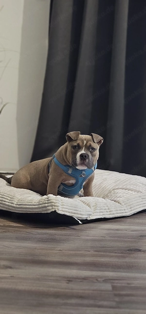 Erstklassige American Pocket Bully Welpen Abgabebereit 