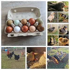 Bruteier von: Leghorn, Grün-, Dunkelolivlegern, Marane und Bielefeldern, Dongxiang Lukedanji