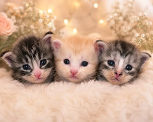 Maine Coon Kitten 