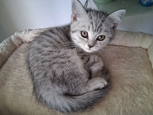 Kitten BKH BLH Babykatzen  Bild 4