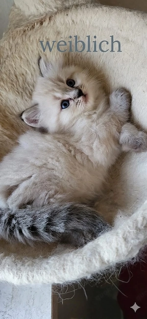 Wunderschöne, handzahme Kätzchen suchen ein liebevolles Zuhause Bild 5