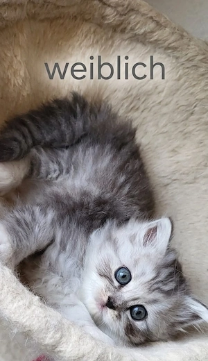 Wunderschöne, handzahme Kätzchen suchen ein liebevolles Zuhause Bild 3