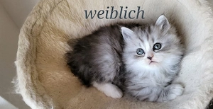 Wunderschöne, handzahme Kätzchen suchen ein liebevolles Zuhause