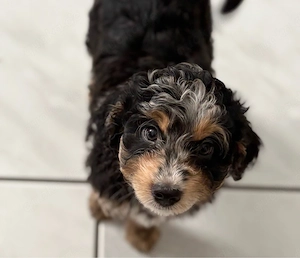 Aussiedoodle welpem 