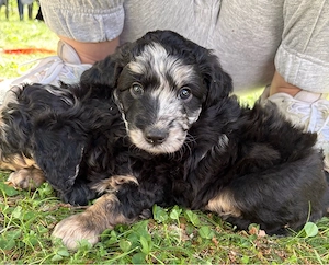 Aussiedoodle welpem 