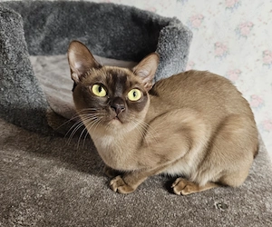 Burmese, Burma Katze