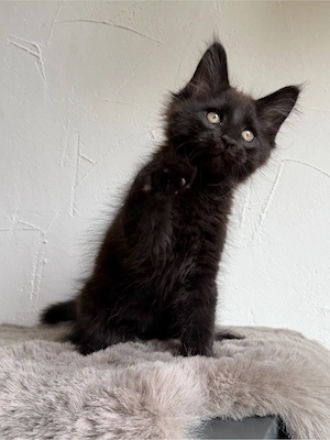 Maine Coon