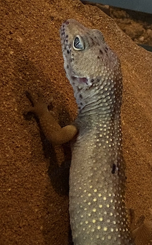Leopardengecko zu verkaufen, Männlich.