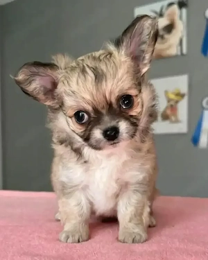 Langhaar-Chihuahua-Welpen zur Vermittlung.