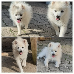 Kleinspitz Welpen - 1 Hündin & 3 Rüden