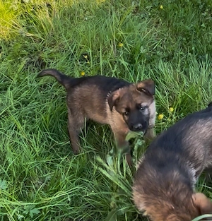 Deutsche Schäferhund Welpen 