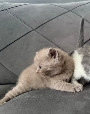 bkh kitten 