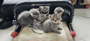 Wunderschöne Britisch Kurzhaar Babys