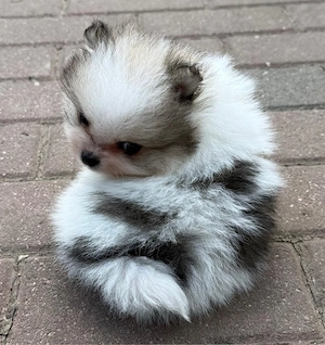 Pomeranian ( Zwergsitz )  Bild 4