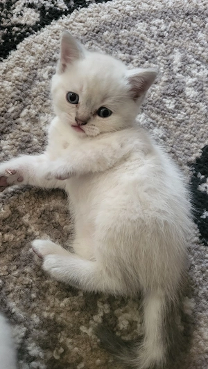 6 BKH Lilac Point 3 Kitten Reserviert