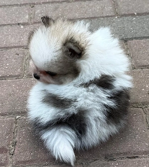 Pomeranian ( Zwergsitz )  Bild 5