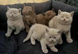 BKH Kitten  Chocolate  Lilac 