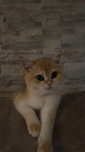 bkh golden shaded Katze