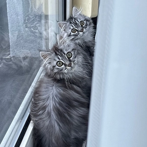 Katze Maine-Coon Mix Sibirische