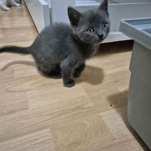 Havanna Britisch Kurzhaar Kitten ab Ende Juni abzugeben
