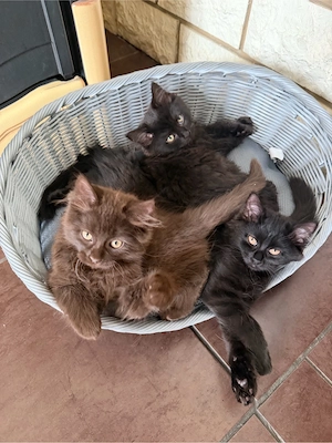    Süße Kitten suchen ihre Herzensmenschen