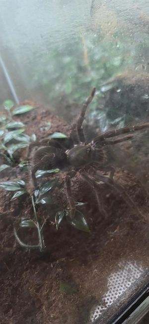 Tausche Vogelspinne gegen Terrarium 