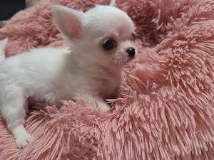 Ich habe 3 bezaubernde Chihuahua-Welpen, die bereit sind, in ein liebevolles und fürsorgliches Zuhau