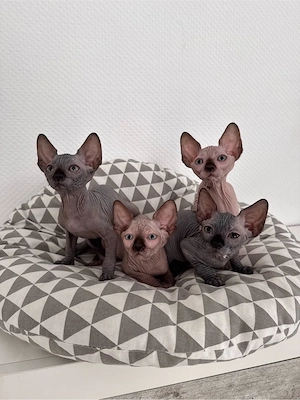 Sphynx-Kitten