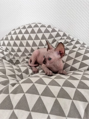 Sphynx-Kitten