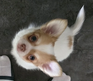 Chihuahua Welpen